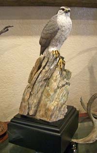 1/3 size Northern Goshawk