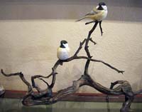 Black Capped Chickadees