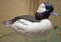 Bufflehead