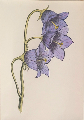 Harebells