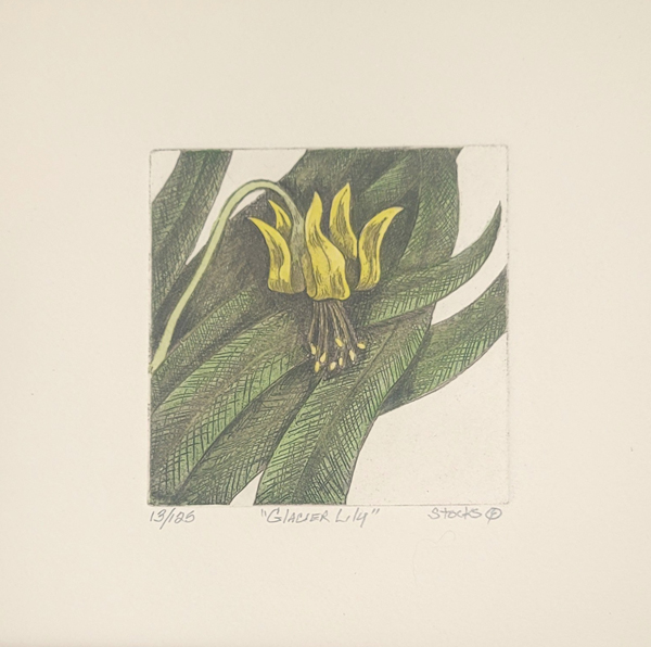 Glacier Lily