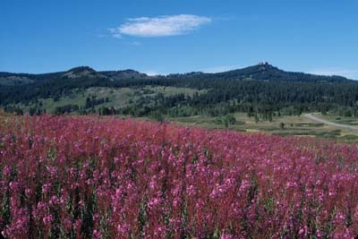 Rabbit Ears Fireweed