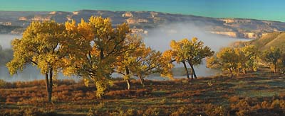 Colorado Cottonwoods