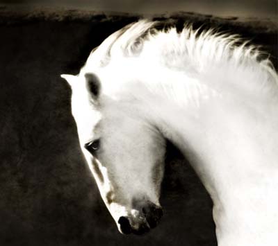 Ghost Horse