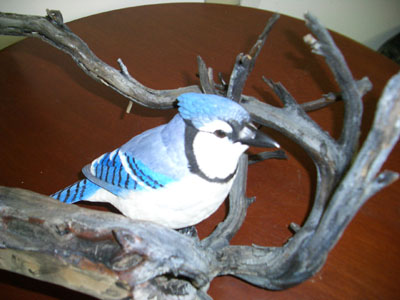 Blue Jay