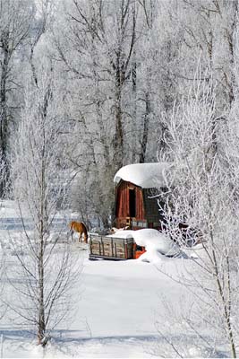 Winter Morning