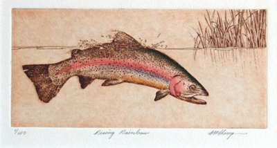 Rising Rainbow (with flies)