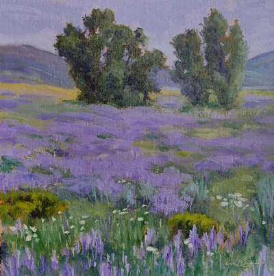 Colorado Lupine