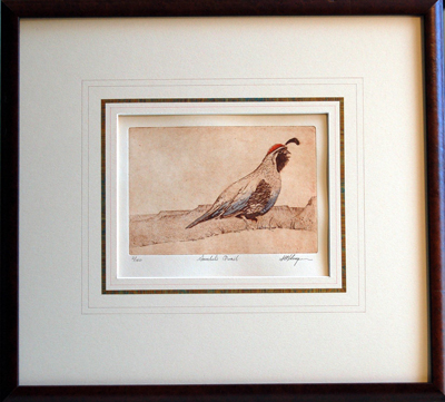 Gambel's Quail