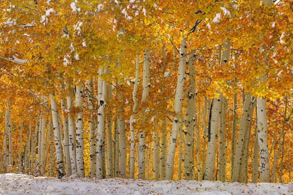 Aspens in Snow