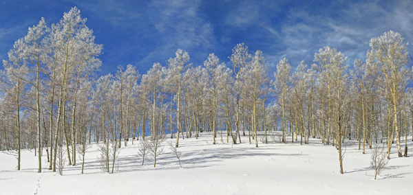 Winter Trees