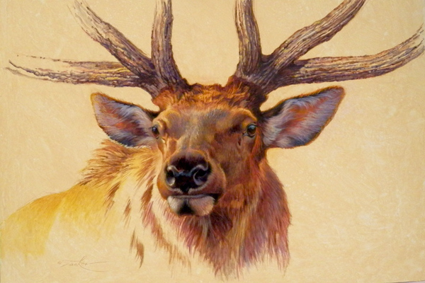 Bull Elk Portrait