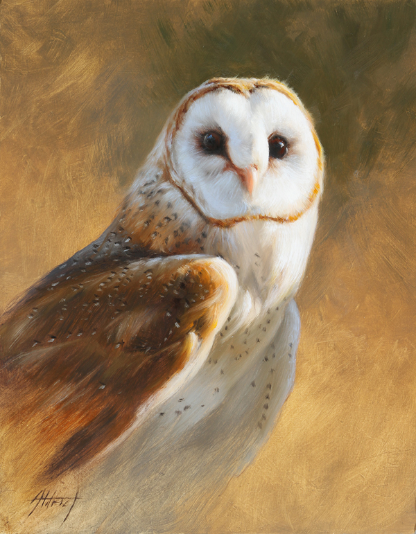 Barn Owl Portrait