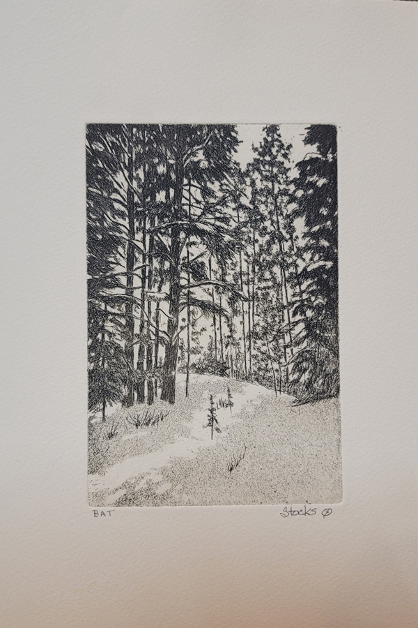 Forest Light
