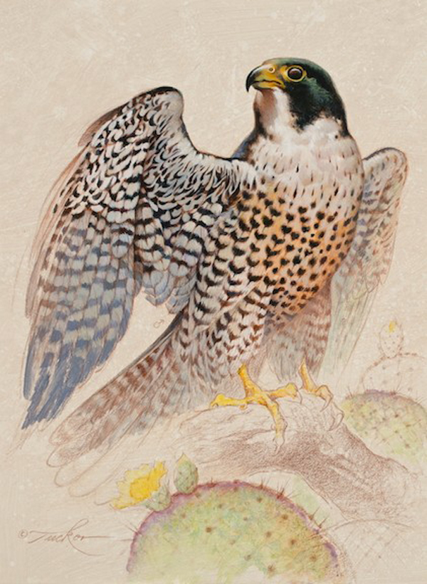 Peregrine Falcon and Cactus