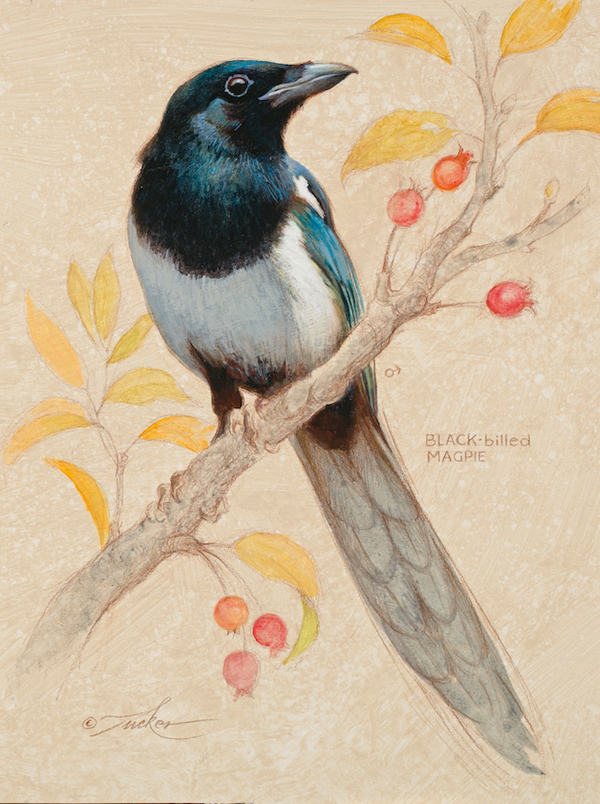 Magpie with Red Berries