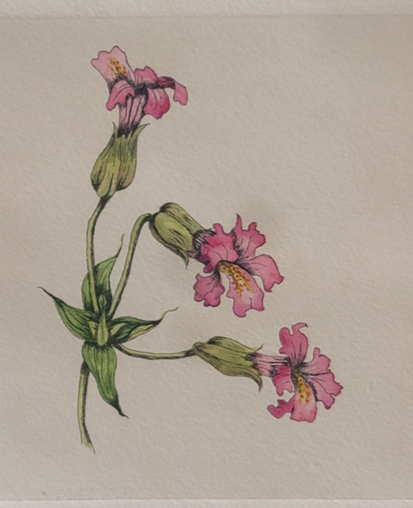 Monkeyflower