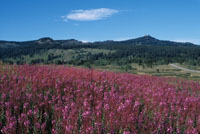 Rabbit Ears Fireweed
