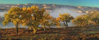 Colorado Cottonwoods