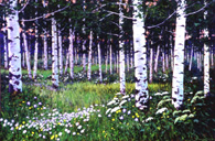 Aspen Grove With Wildflowers