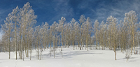 Winter Trees