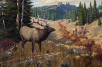 Lone Bull Elk
