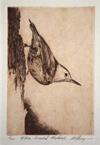 White Breasted Nuthatch