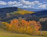 Pearl Pass Red Grove