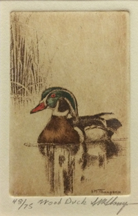Wood Duck