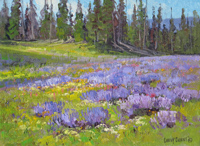 Lupine Study