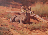 Desert Bighorn Sheep