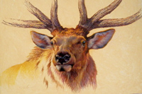 Bull Elk Portrait