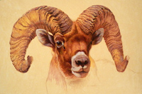 Bighorn Portrait