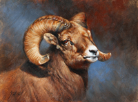 Bighorn Portrait