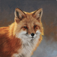 Red Fox Portrait