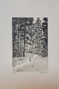 Forest Light