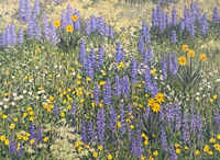 Rocky Mountain Wildflowers II
