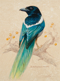 Magpie and Yellow Berries