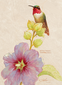 Broad-tailed Hummingbird