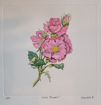 Wild Roses