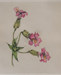 Monkeyflower