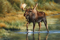 Shallow Water